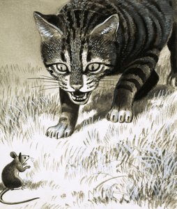 Cat Approaching Mouse